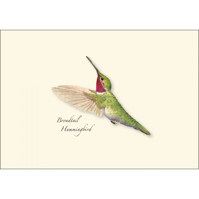 Broadtail Hummingbird Card