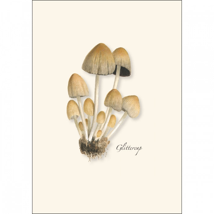 Mushroom Assortment Boxed Set of Cards
