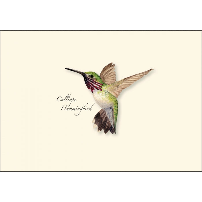 Calliope Hummingbird Card