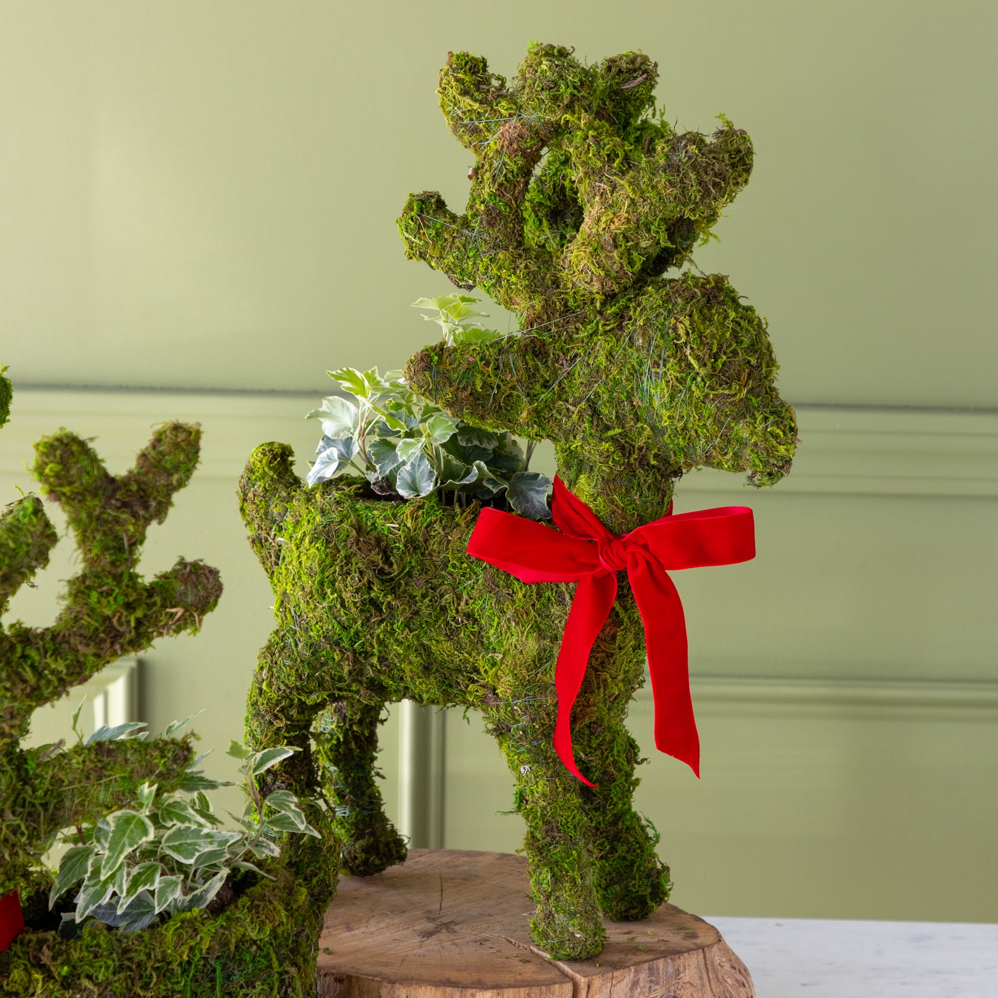 Moss Reindeer Planter standing on a wooden slab with a plants in it, with a red bow tied around its neck.