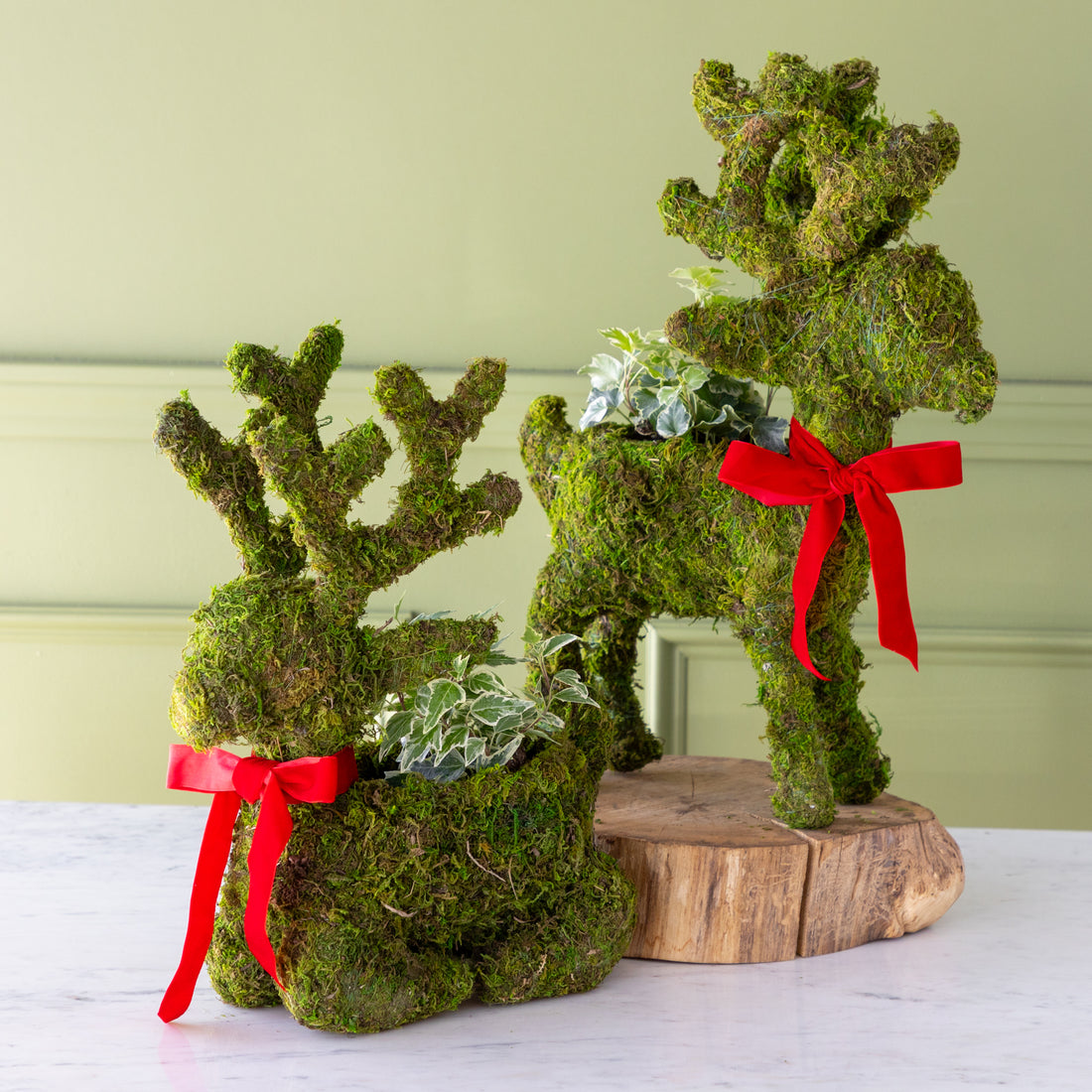 Moss Reindeer Planters, one sitting and one standing on a wooden slab with plants in them, with red bows tied around their necks