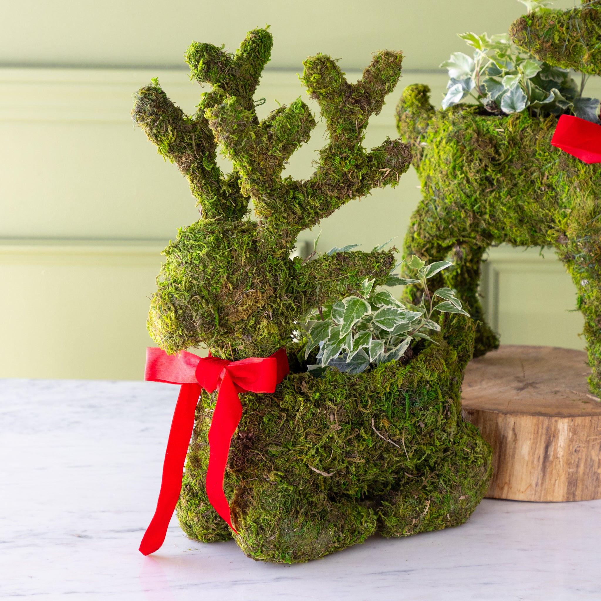 Sitting moss-covered reindeer planter with a plant in it&
