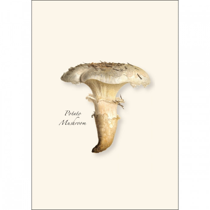 Mushroom Assortment Boxed Set of Cards