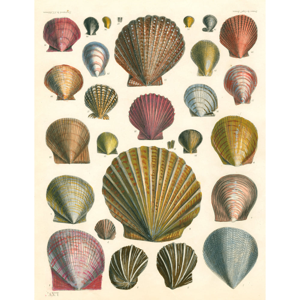 John Derian: Wrapping Paper &amp; Gift Tags Book