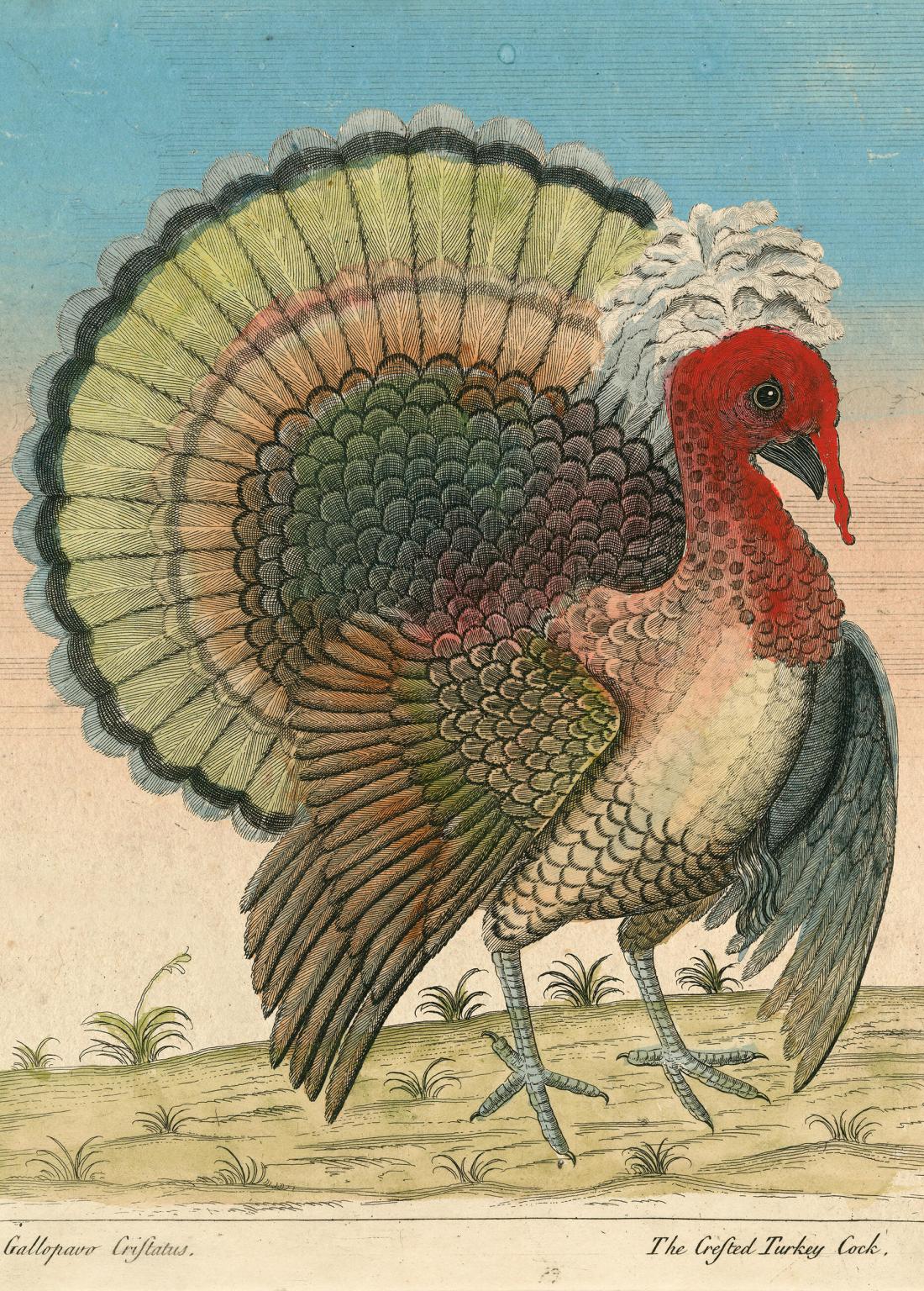 John Derian: Crested Turkey 1,000 Piece Puzzle