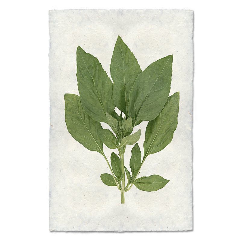 Artwork of a basil plant cluster.