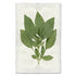 Artwork of a basil plant cluster. 