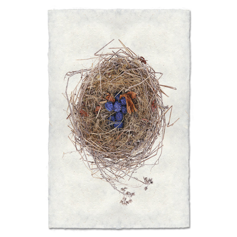 Artwork by Barloga Studios of a birds nest with blueberries in it. 