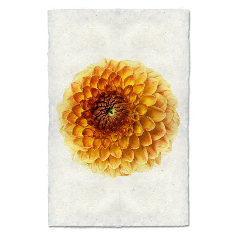 Barloga Blyton Softer art print.