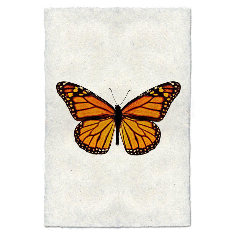 Barloga Butterfly