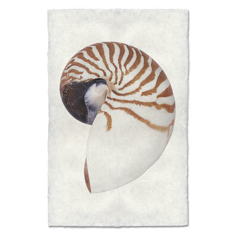 Chambered nautilus art print by Barloga Studios.