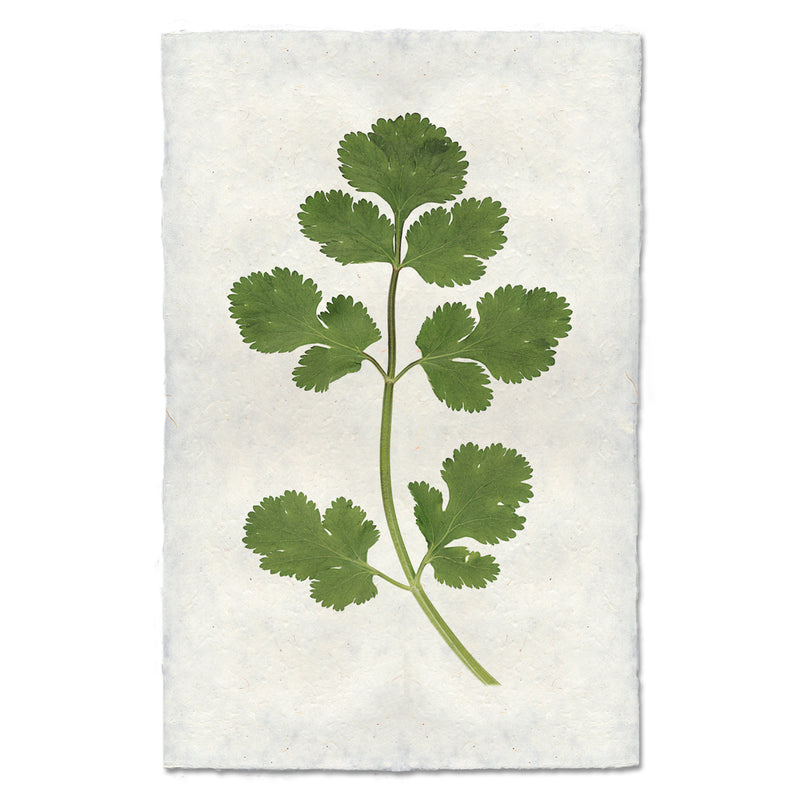 Artwork of a stem of cilantro.