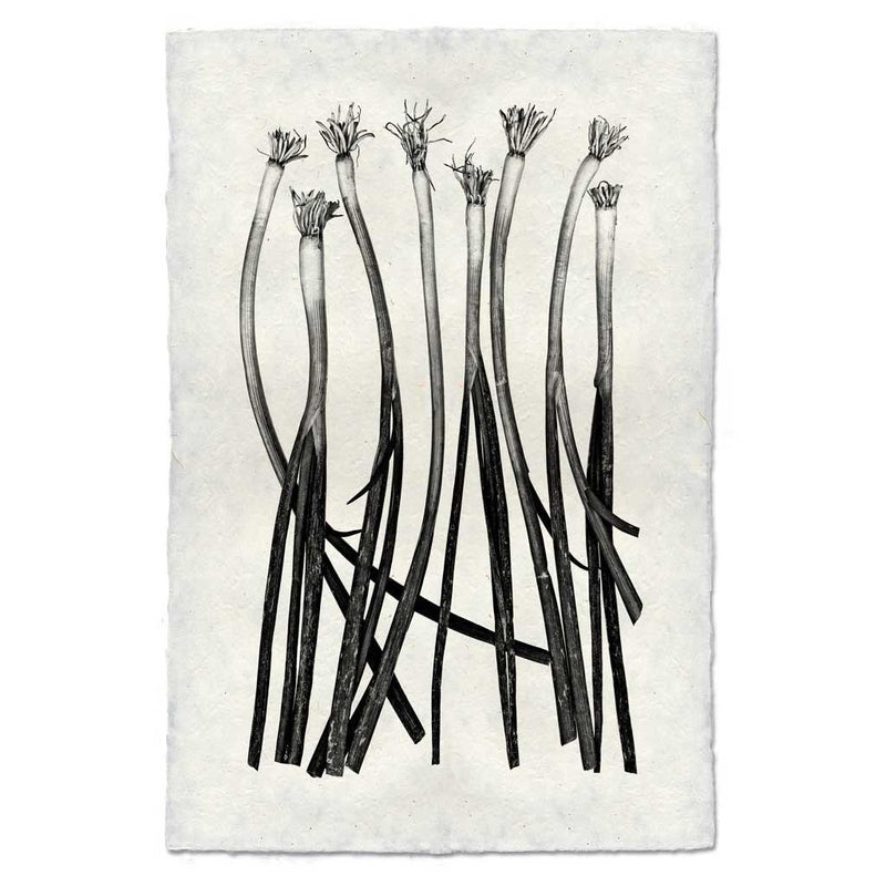 Black &amp; white image of 9 green onions artfully arranged. 