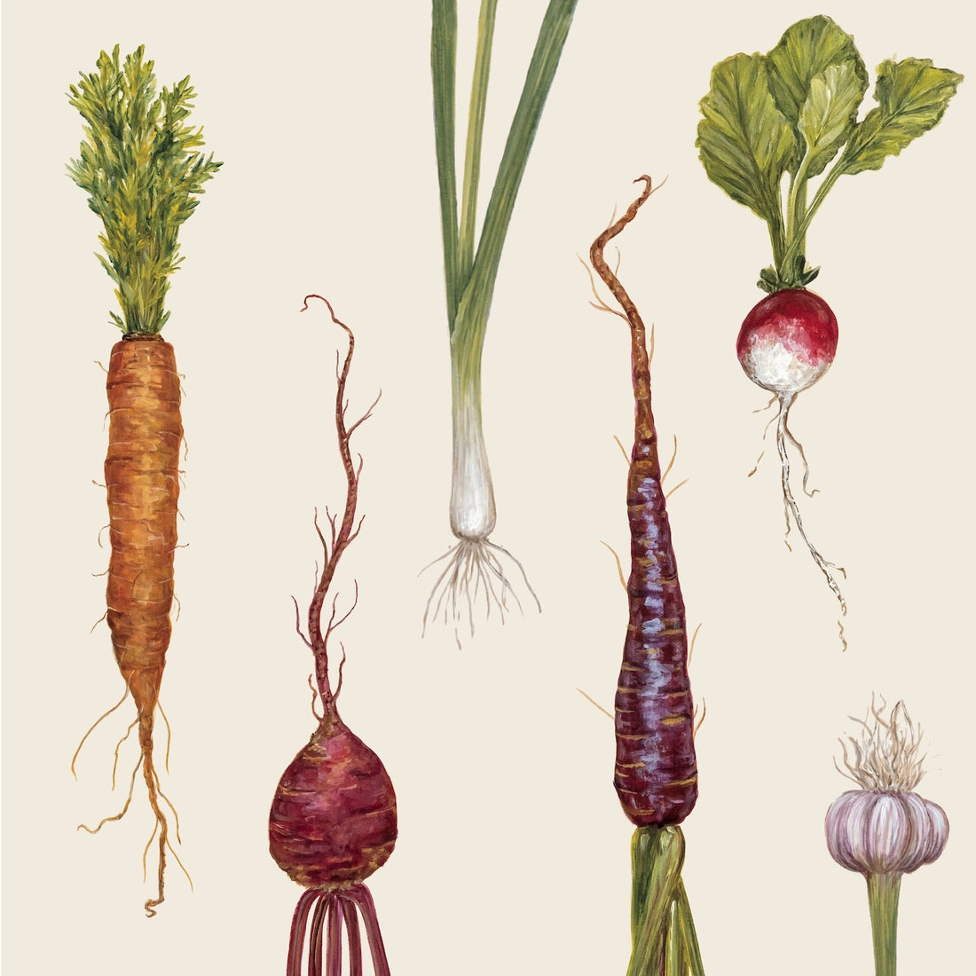 Illustration of six harvest vegetables—orange carrot, green onion, red radish, red beet, purple carrot, and garlic bulb—on a cream background.