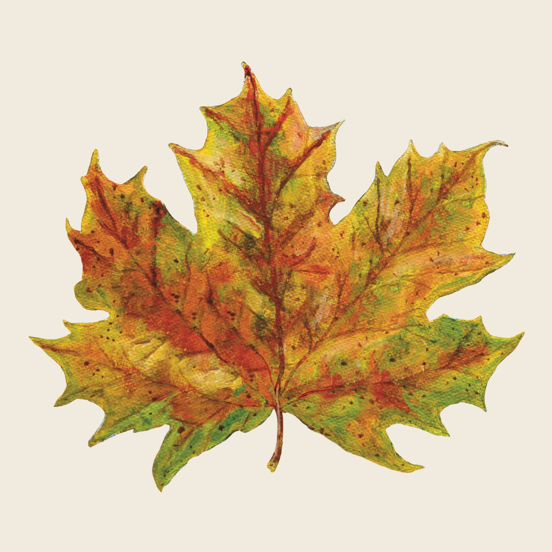 Illustration of a single maple leaf showing autumn colors, with shades of yellow, orange, green, and red on a cream background.