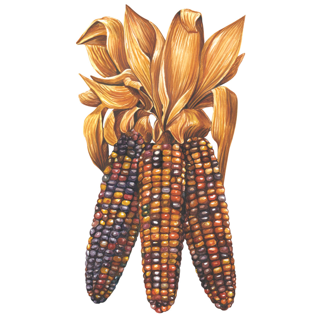 Illustration of colorful Hester & Cook Maize Table Accent with husks as a fall table accent.
