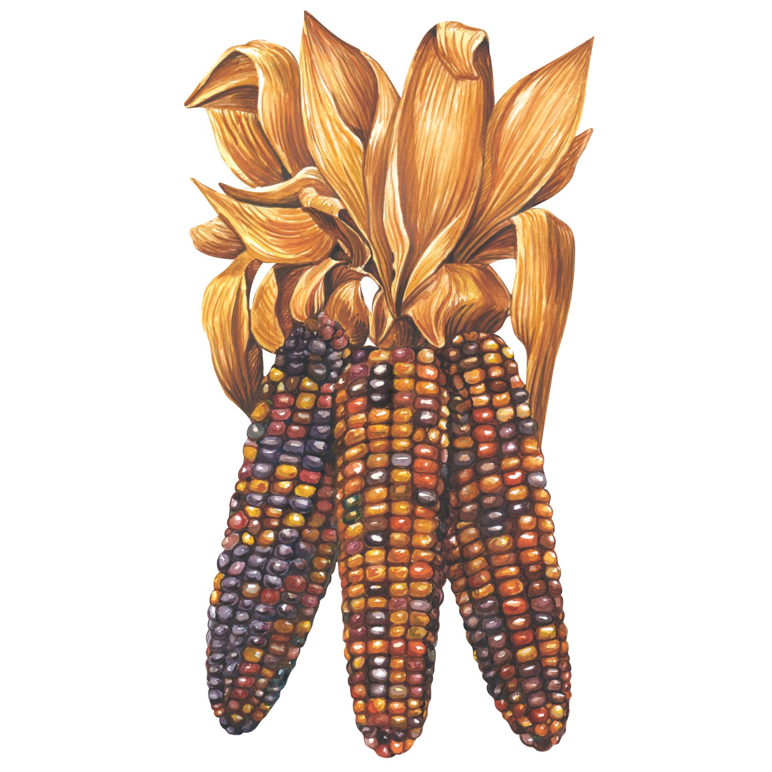 Illustration of colorful Hester & Cook Maize Table Accent with husks as a fall table accent.