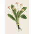 An illustration of a miniature man holding a large bundle of primrose flowers and stems.