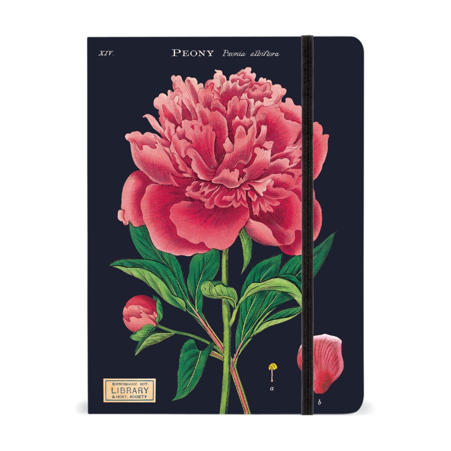 A Cavallini Papers & Co Large Botany Notebook with a floral design featuring a peony on its cover, filled with lined paper for easy writing.