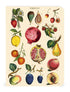 Various hand-drawn fruits, mini notebook featuring images from the Cavallini archive.