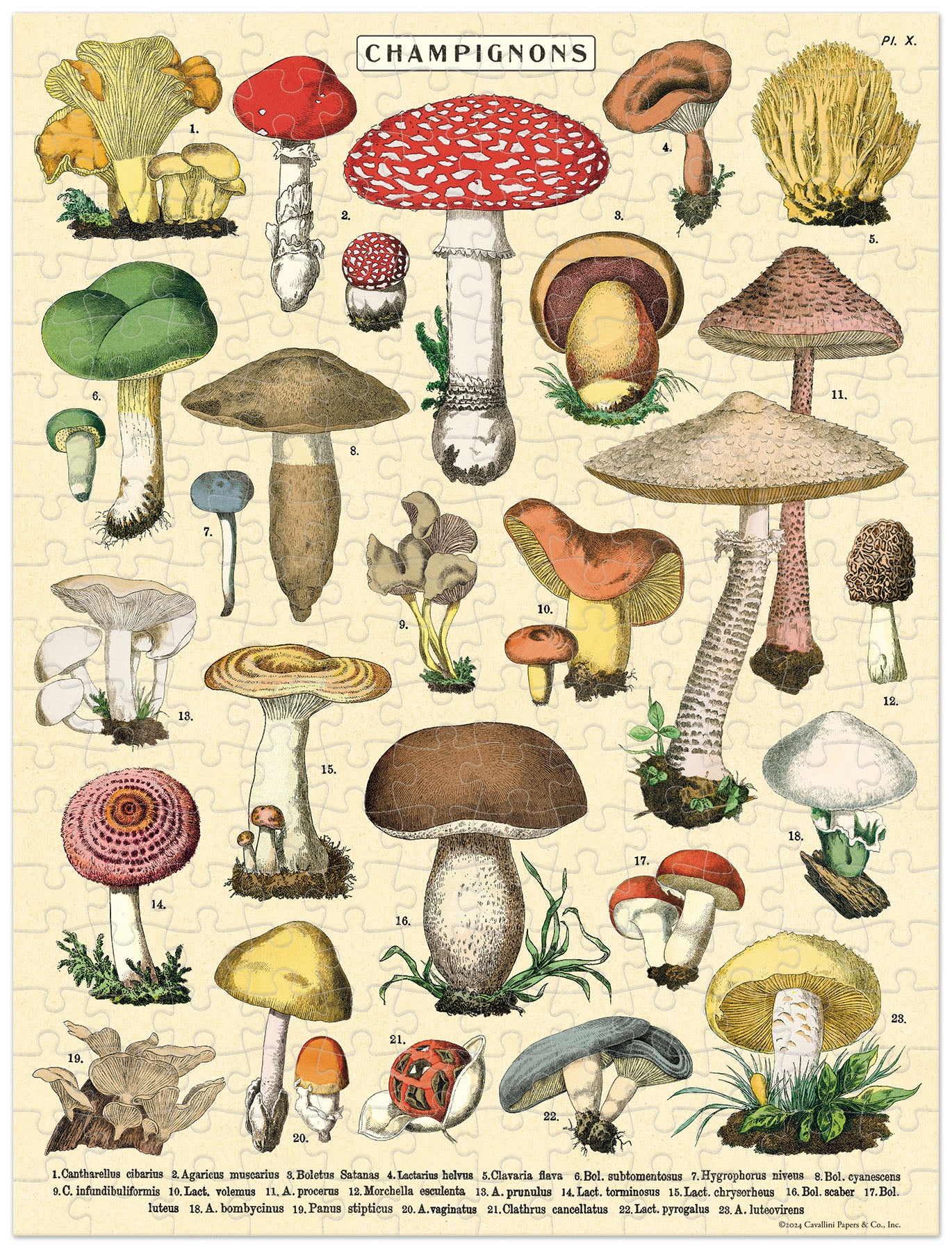 The Mushroom Mini Puzzle assembled showing numbered, vintage illustrations of various mushrooms and a mushroom name guide at the bottom.