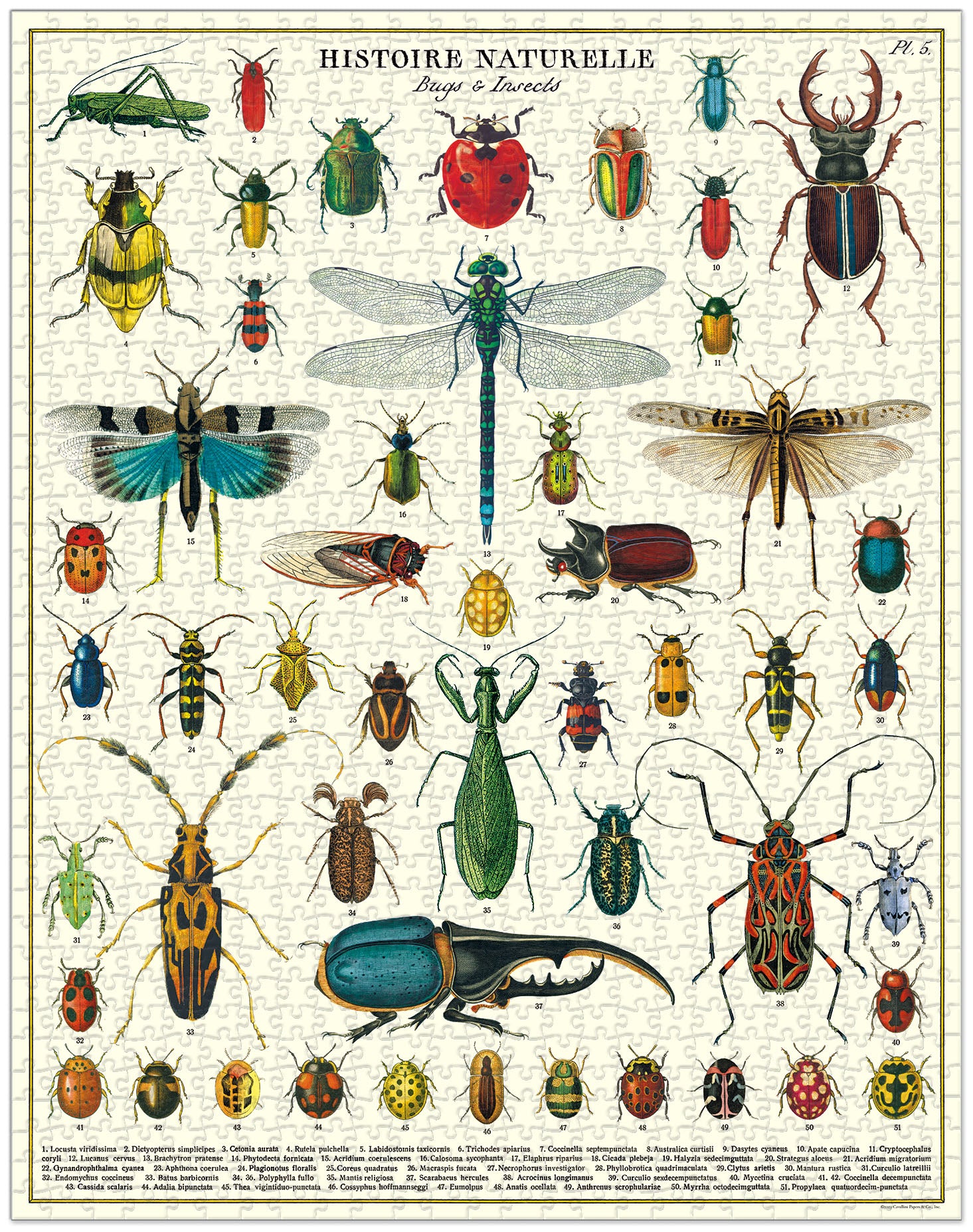 Bugs & insects puzzle with vintage illustrations: Cavallini Papers & Co Bugs & Insects 1,000 Piece Puzzle.