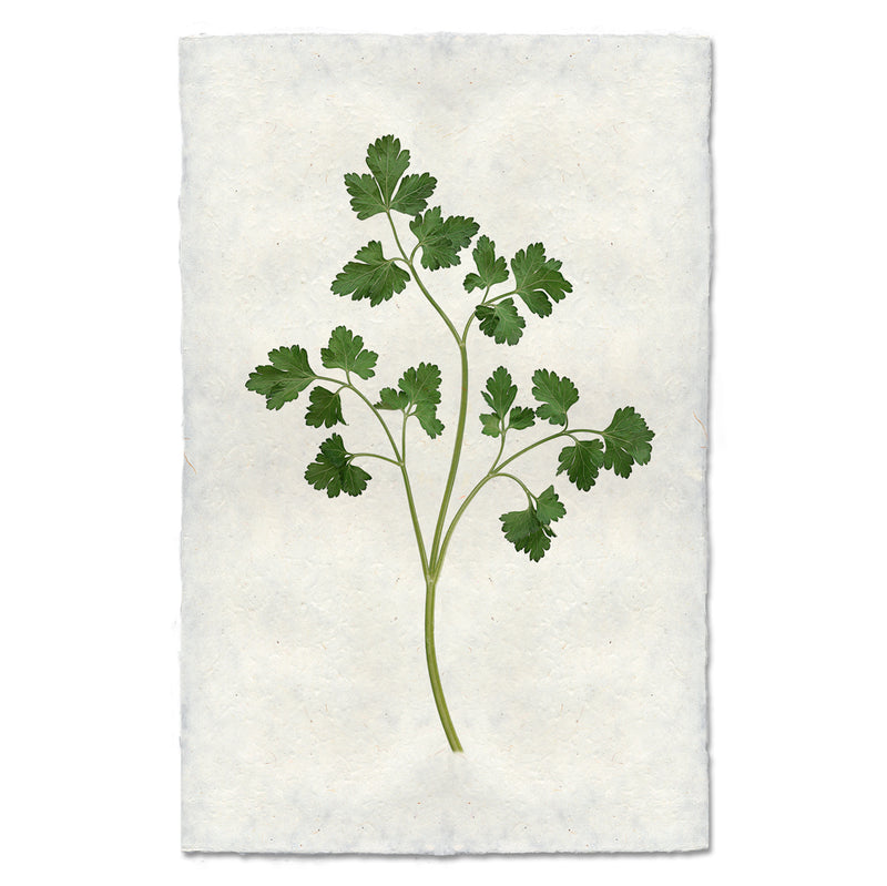 Artwork of a stem of parsley. 