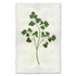 Artwork of a stem of parsley. 