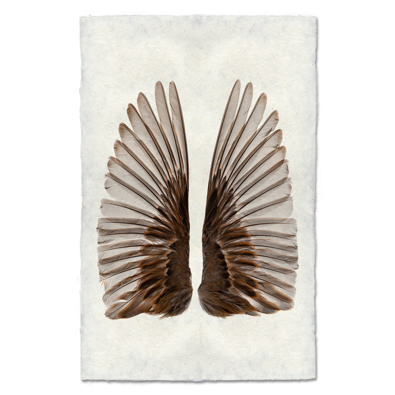 Artwork by Barloga Studios of a photograph of a Sparrow&
