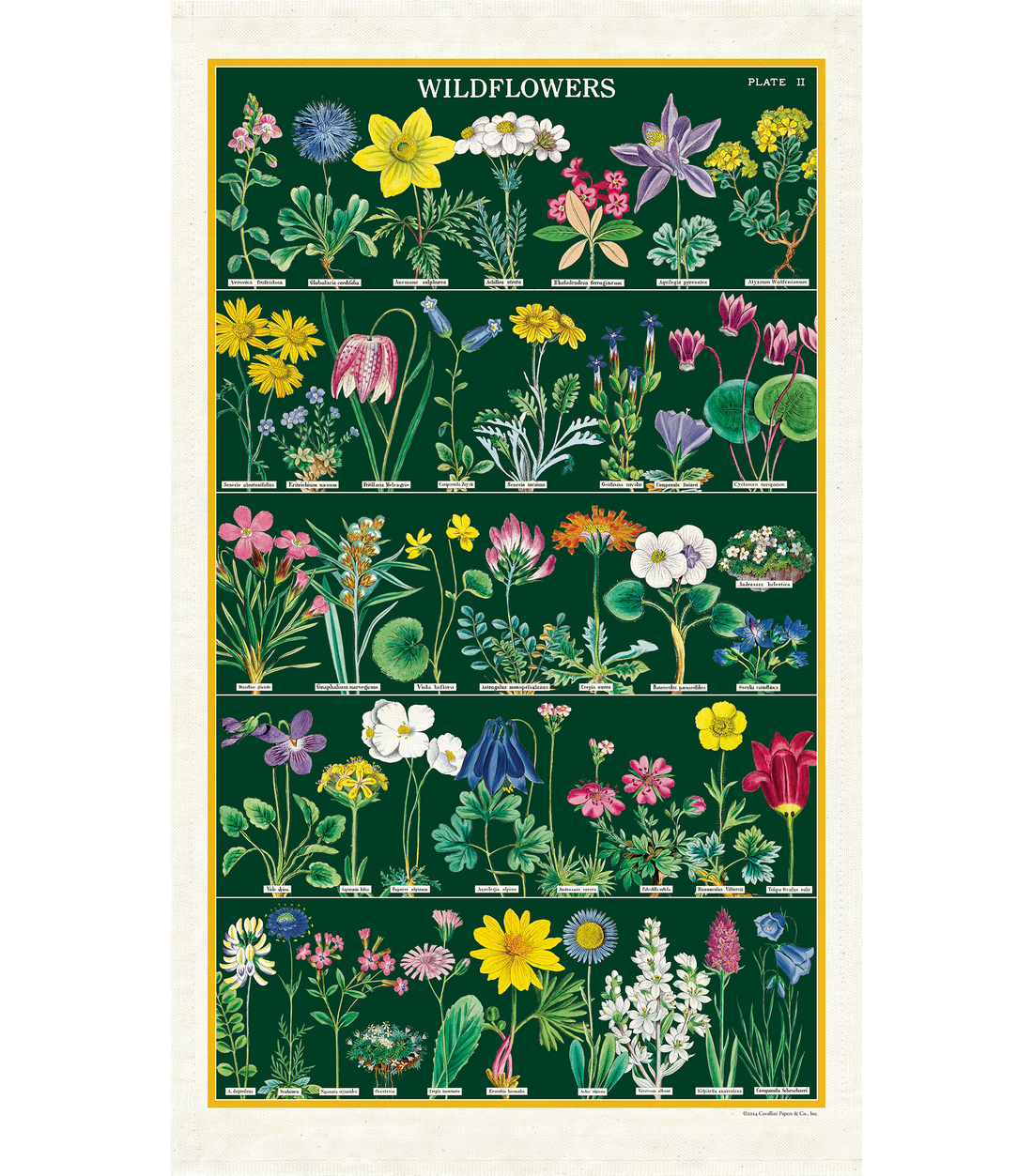Wildflowers 2 Tea Towel featuring rows of vintage wildflower illustrations from the Cavallini archives on a green ground.
