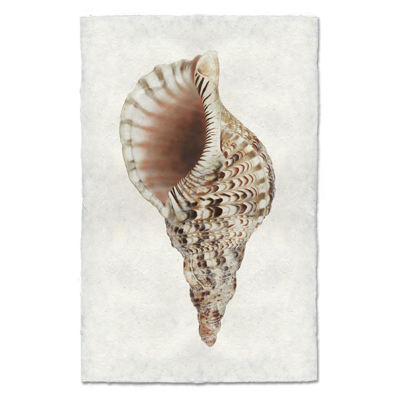 Triton art print by Barloga Studios.