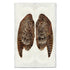 Artwork by Barloga Studios of a photograph of a woodcocks wings. 
