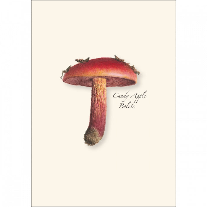 Mushroom Assortment Boxed Set of Cards
