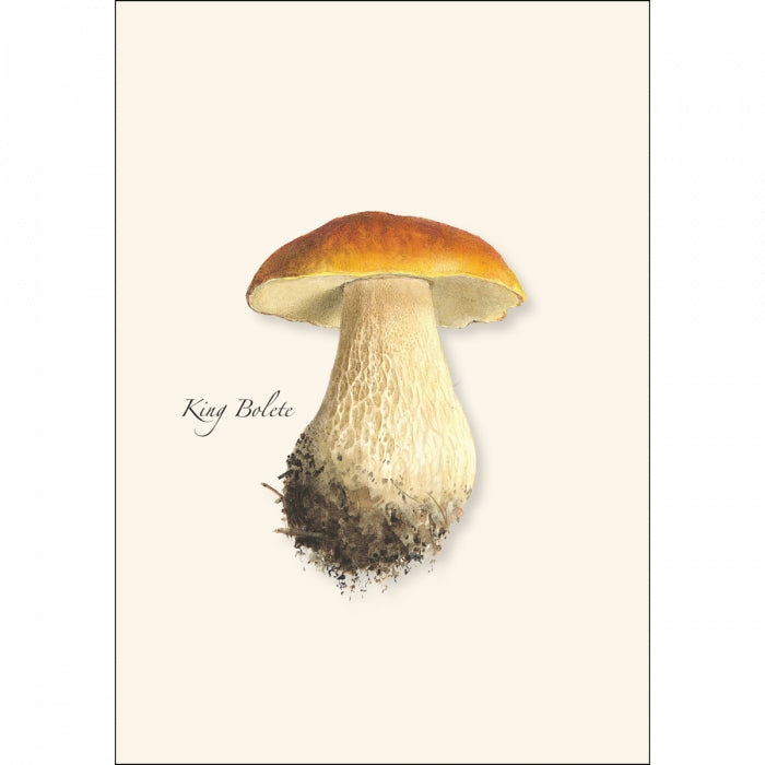 Mushroom Assortment Boxed Set of Cards