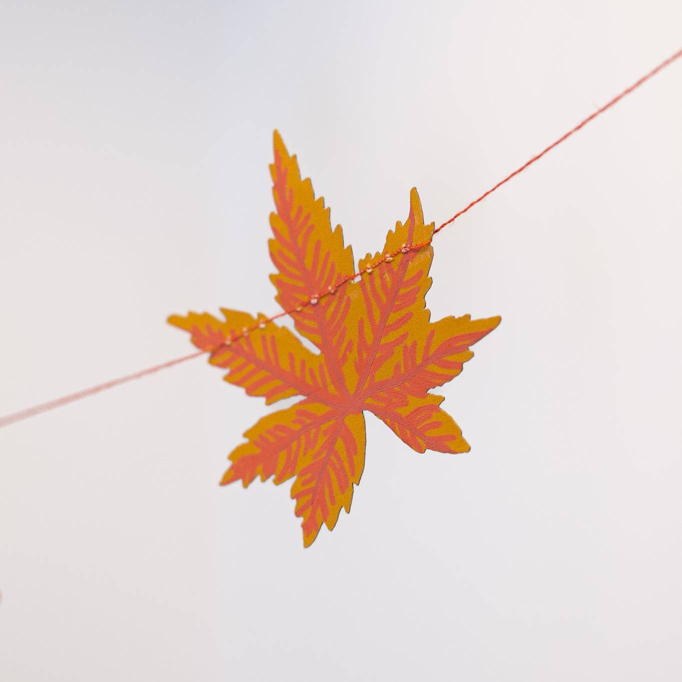 Close up on a leaf.