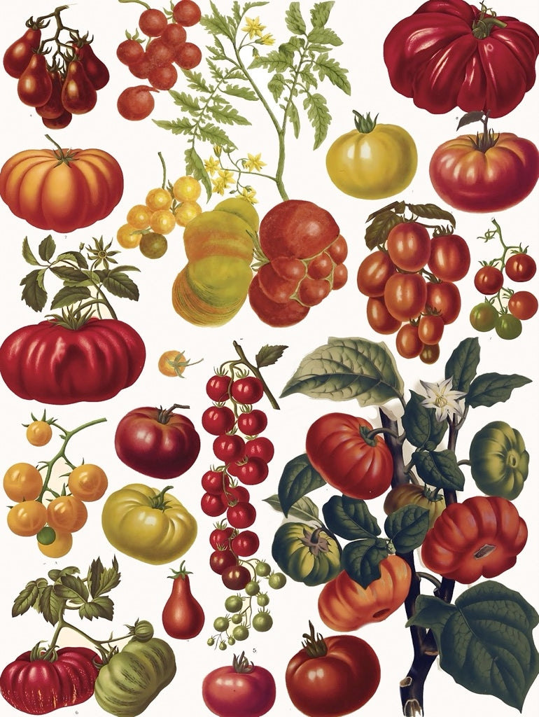 Tomato puzzle featuring a variety of ripe tomatoes. 