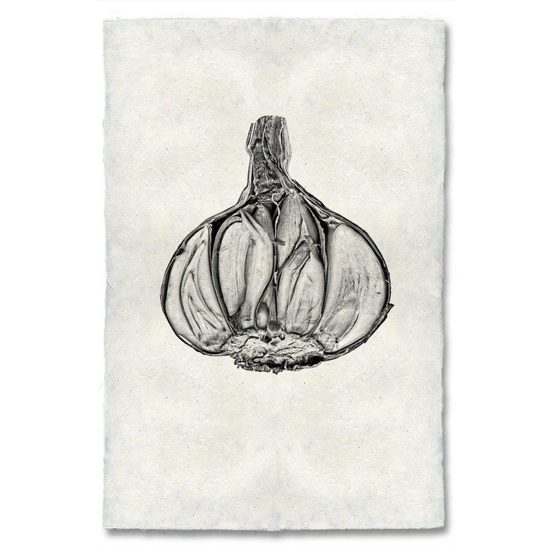 Black &amp; white image of the cross section of a clove of garlic.