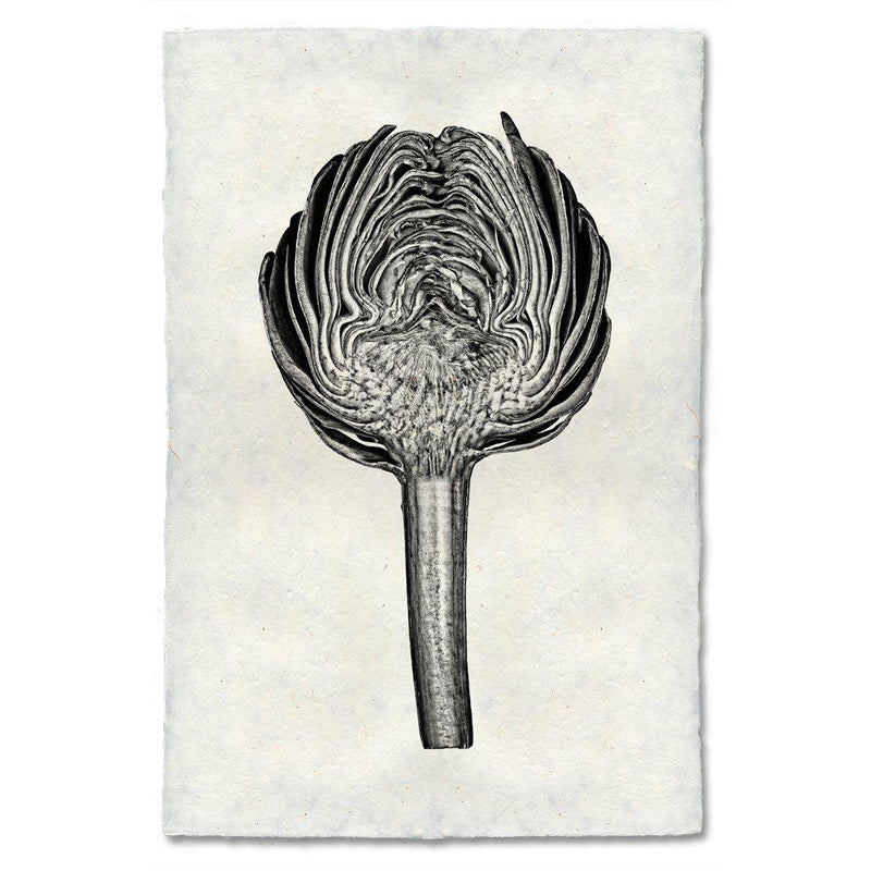 Black & white image of an artichoke cut in half.