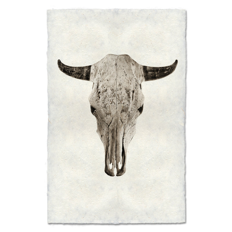 Steer Skull Art Print