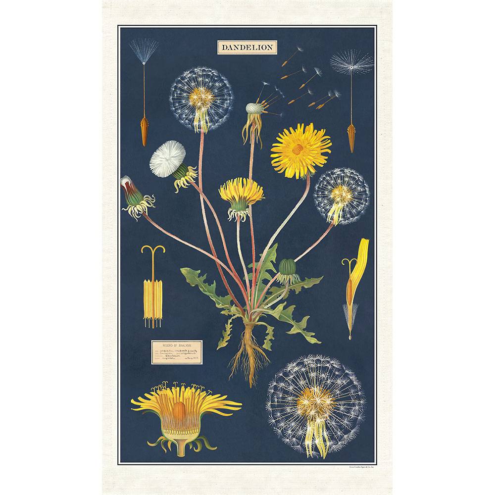 Botanical illustration on a natural cotton Cavallini Papers &amp; Co Dandelion Tea Towel, depicting the life cycle and anatomy of a dandelion.