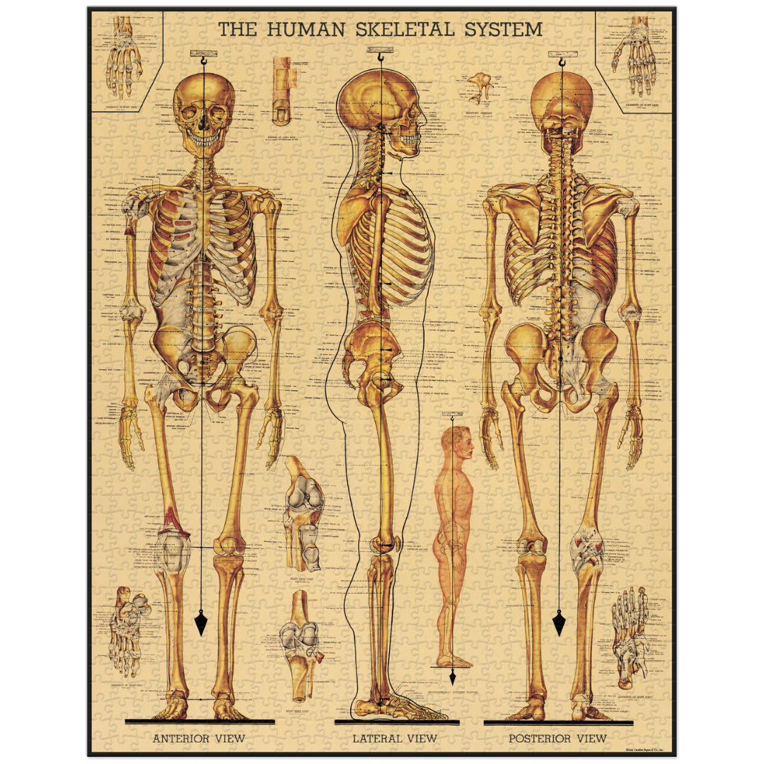 Vintage image of the human skeletal system.