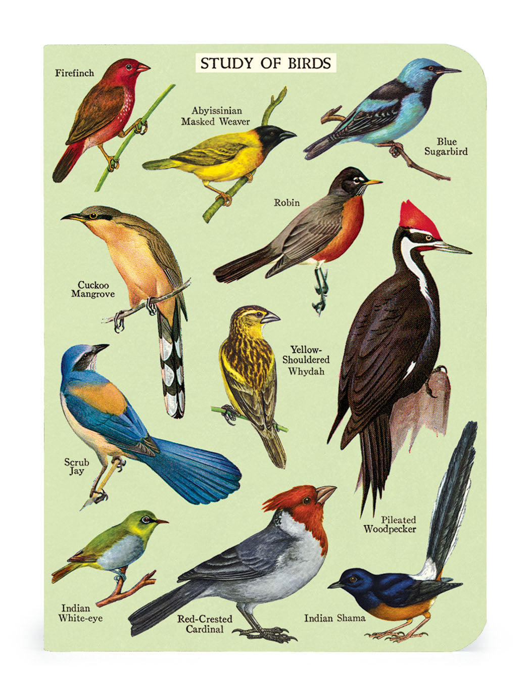 This Bird Watching 3 Mini Notebooks set from Cavallini Papers &amp; Co features lined pages and vintage artwork, perfect for the study of birds.
