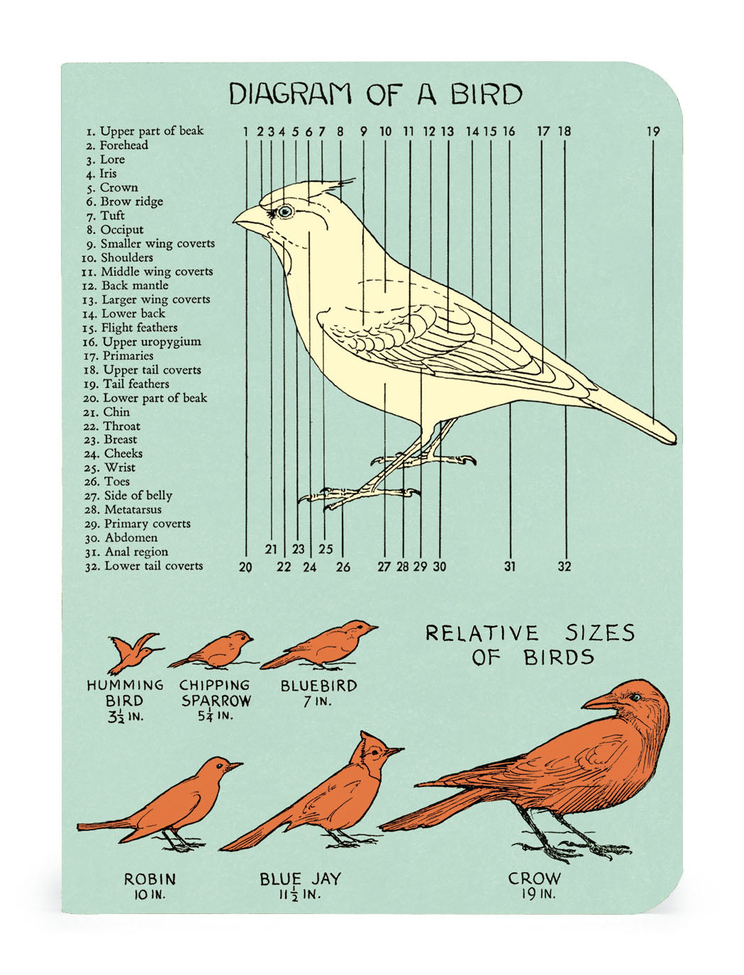 Vintage artwork of a bird on lined pages within the Cavallini Papers &amp; Co Bird Watching 3 Mini Notebooks.