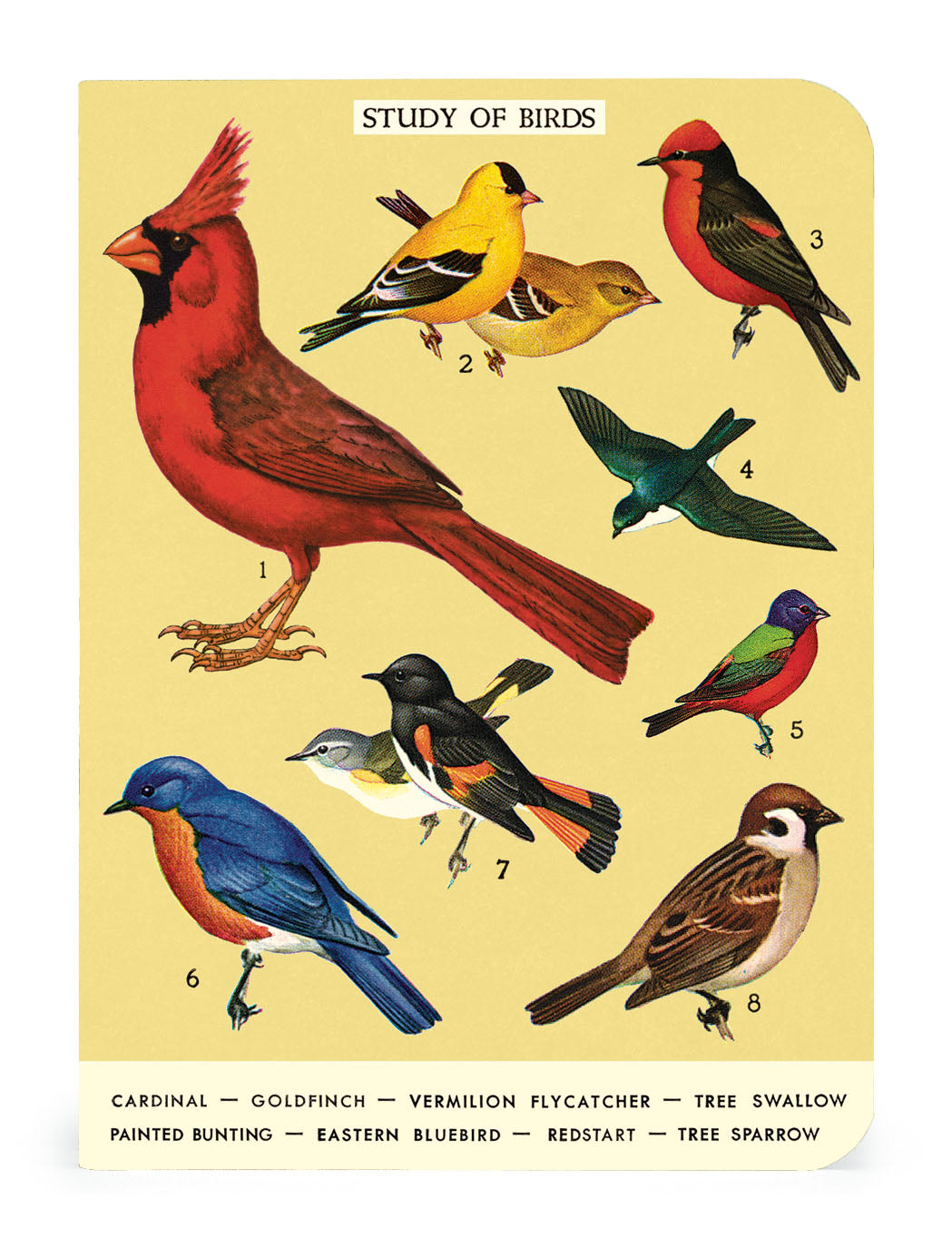 Study of birds with Cavallini Papers &amp; Co Bird Watching 3 Mini Notebooks with vintage artwork - study of birds with Cavallini Papers &amp; Co Bird Watching 3 Mini Notebooks with lined pages.