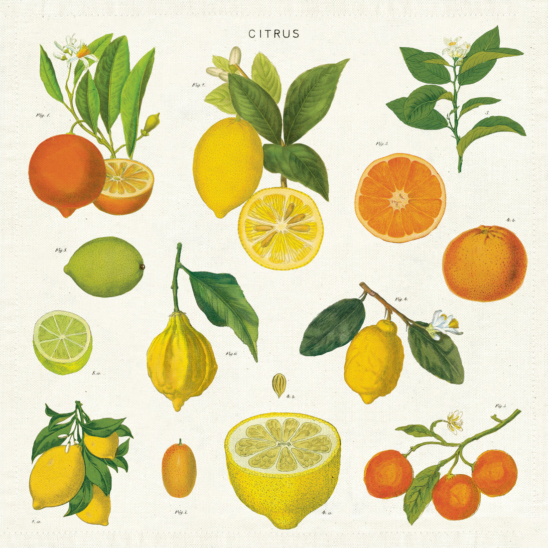 Illustration of various citrus fruits with labels on Cavallini Papers & Co cotton napkins, including whole and cross-section views.