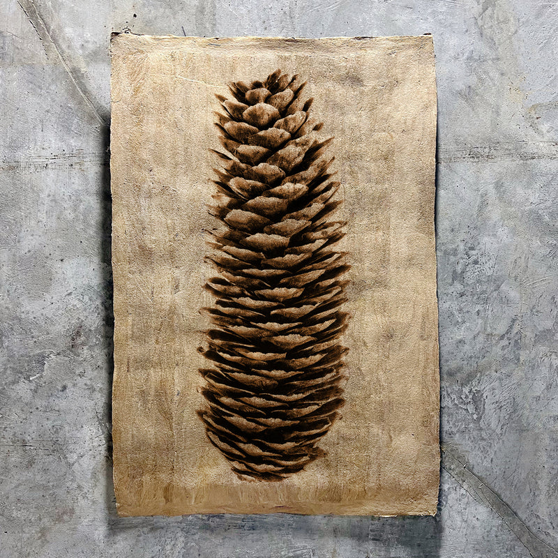 Norway Spruce on Amate Sierra Art Print