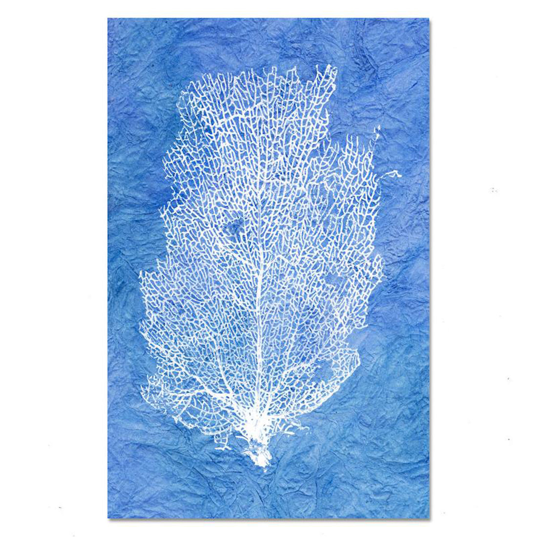 Kozo-Maldives Sea Fan