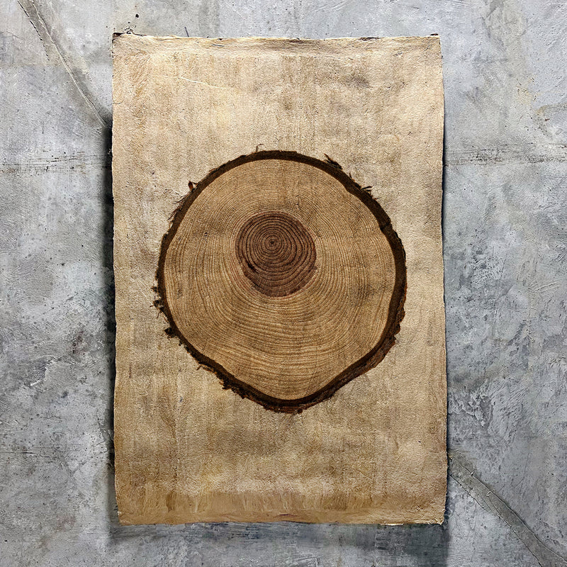 Redwood on Amate Sierra Art Print