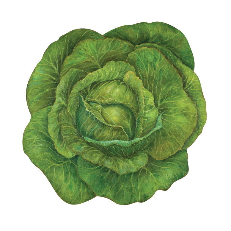An illustrated, vibrant green cabbage die-cut in the shape of the leaves.