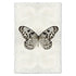 Barloga Butterfly 